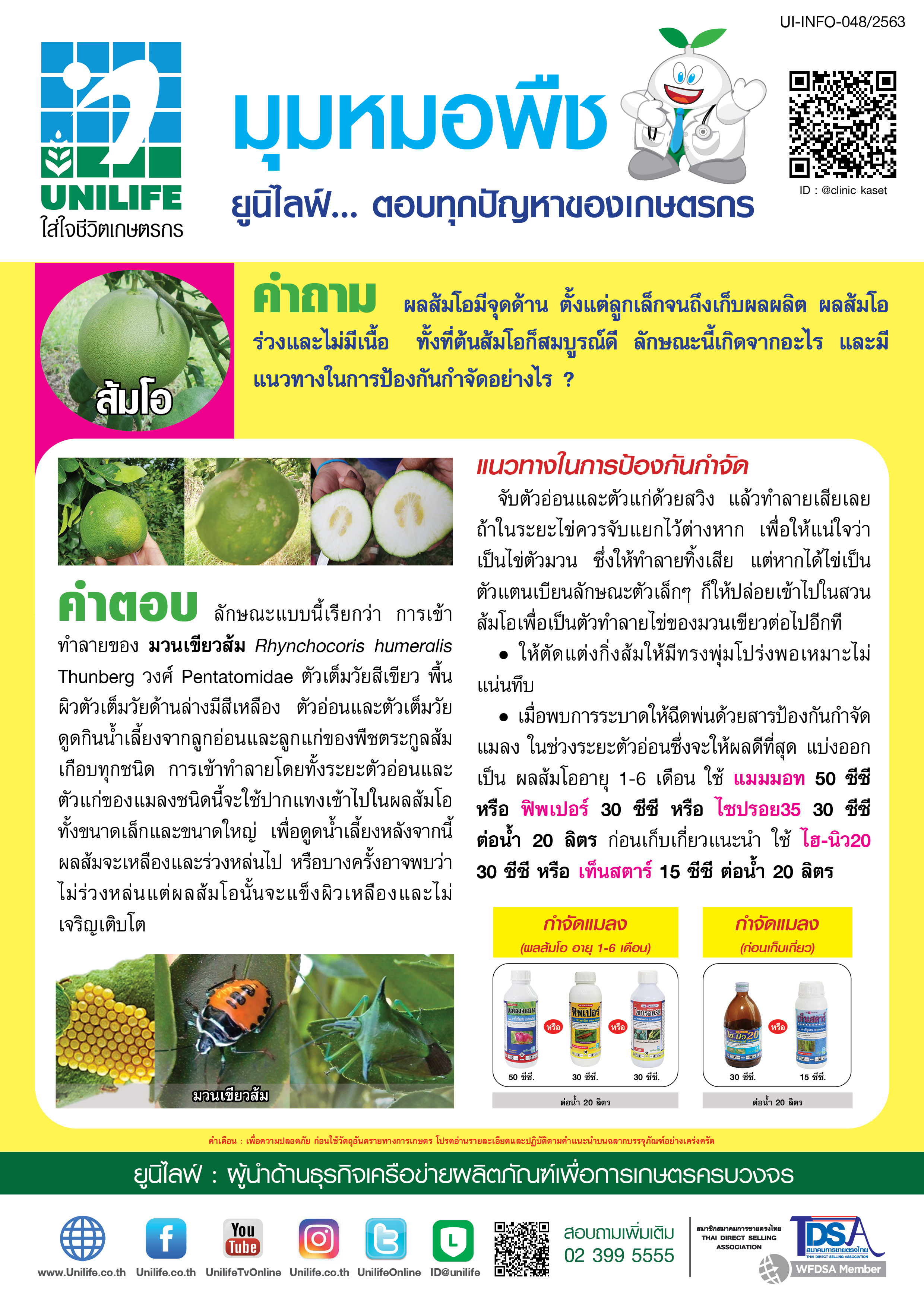 036-มวนเขียวทำลายผลส้มโอ