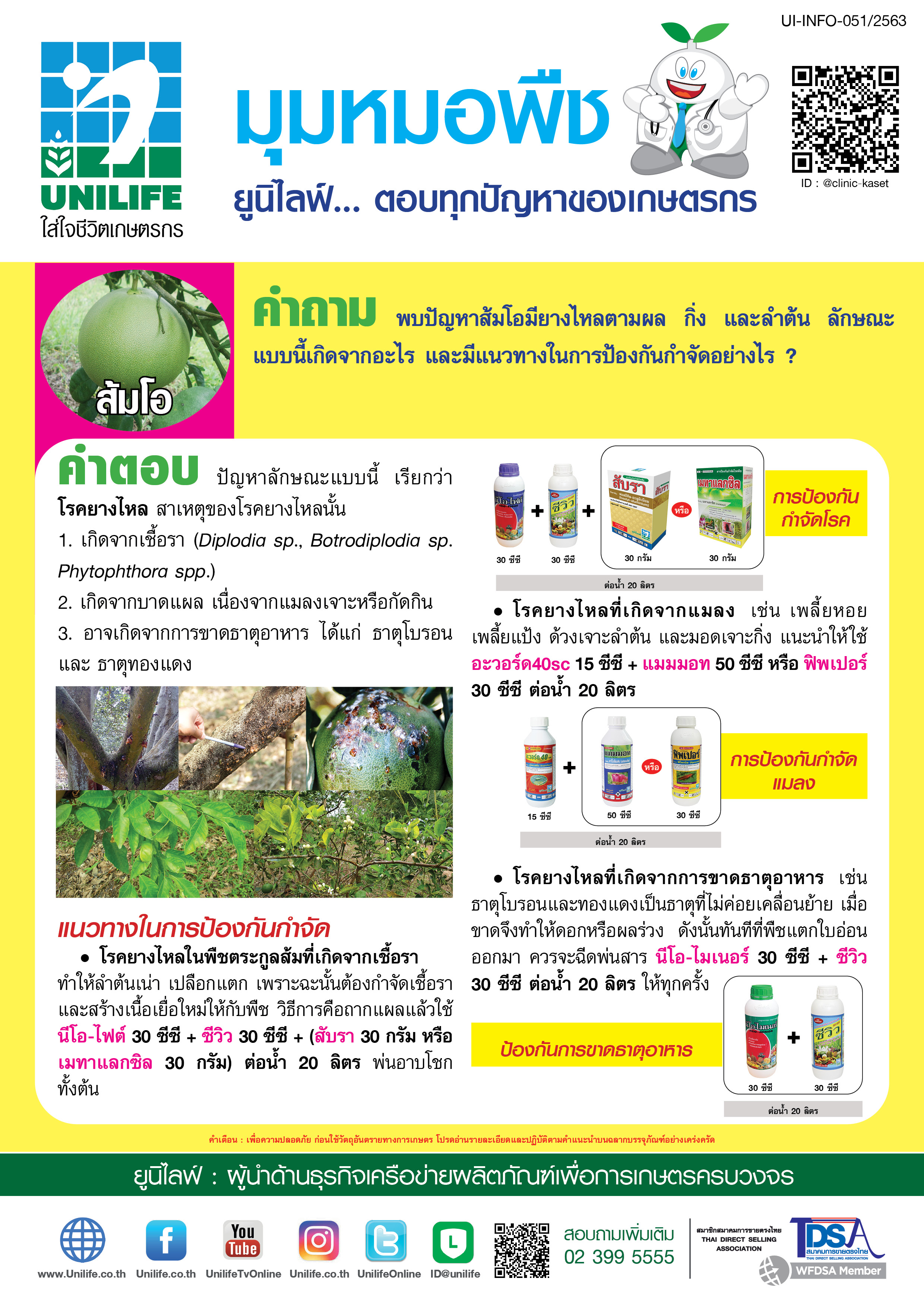 039-อาการยางไหลของส้มโอ